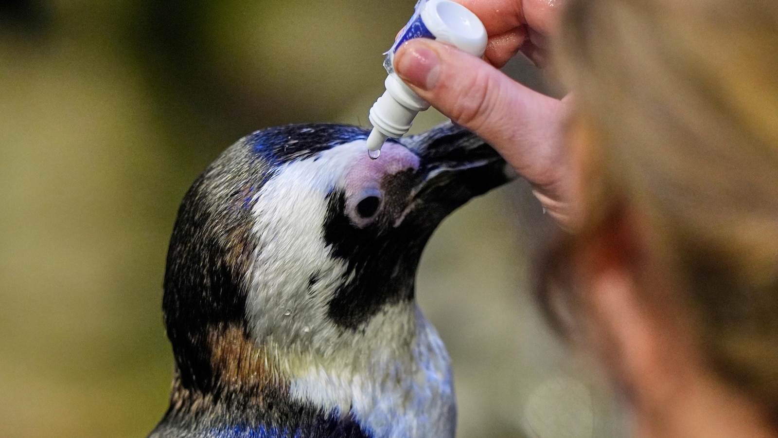 Much like a nursing home, penguins at a Boston aquarium can age with dignity
