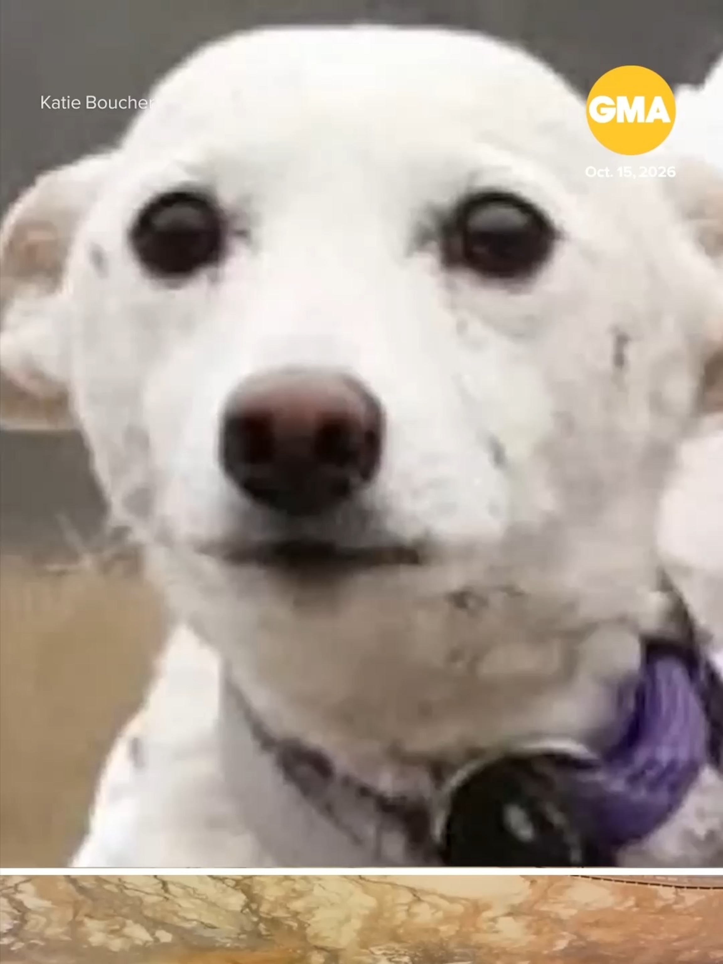 Missing dog Luna, lost in Yellowstone National Park, found after 1