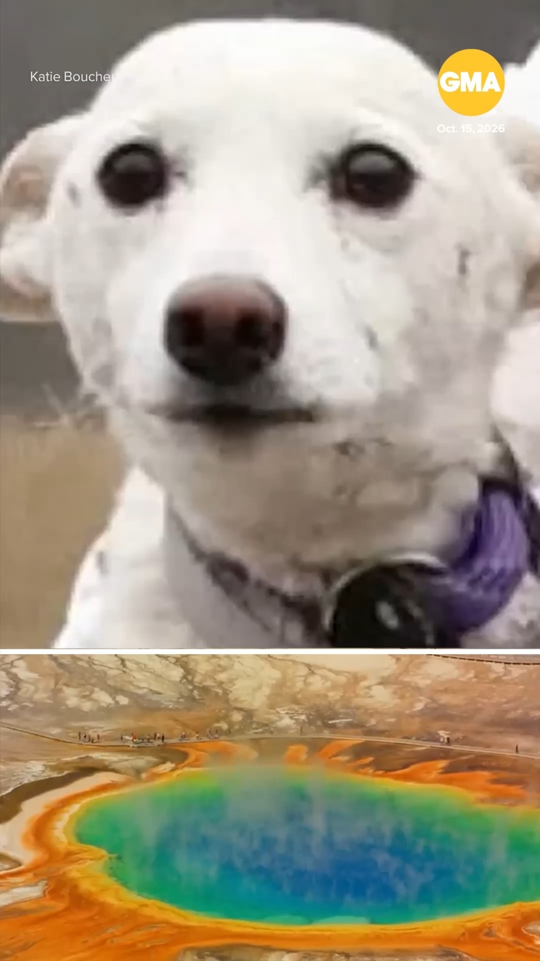 Missing dog Luna, lost in Yellowstone National Park, found after 1