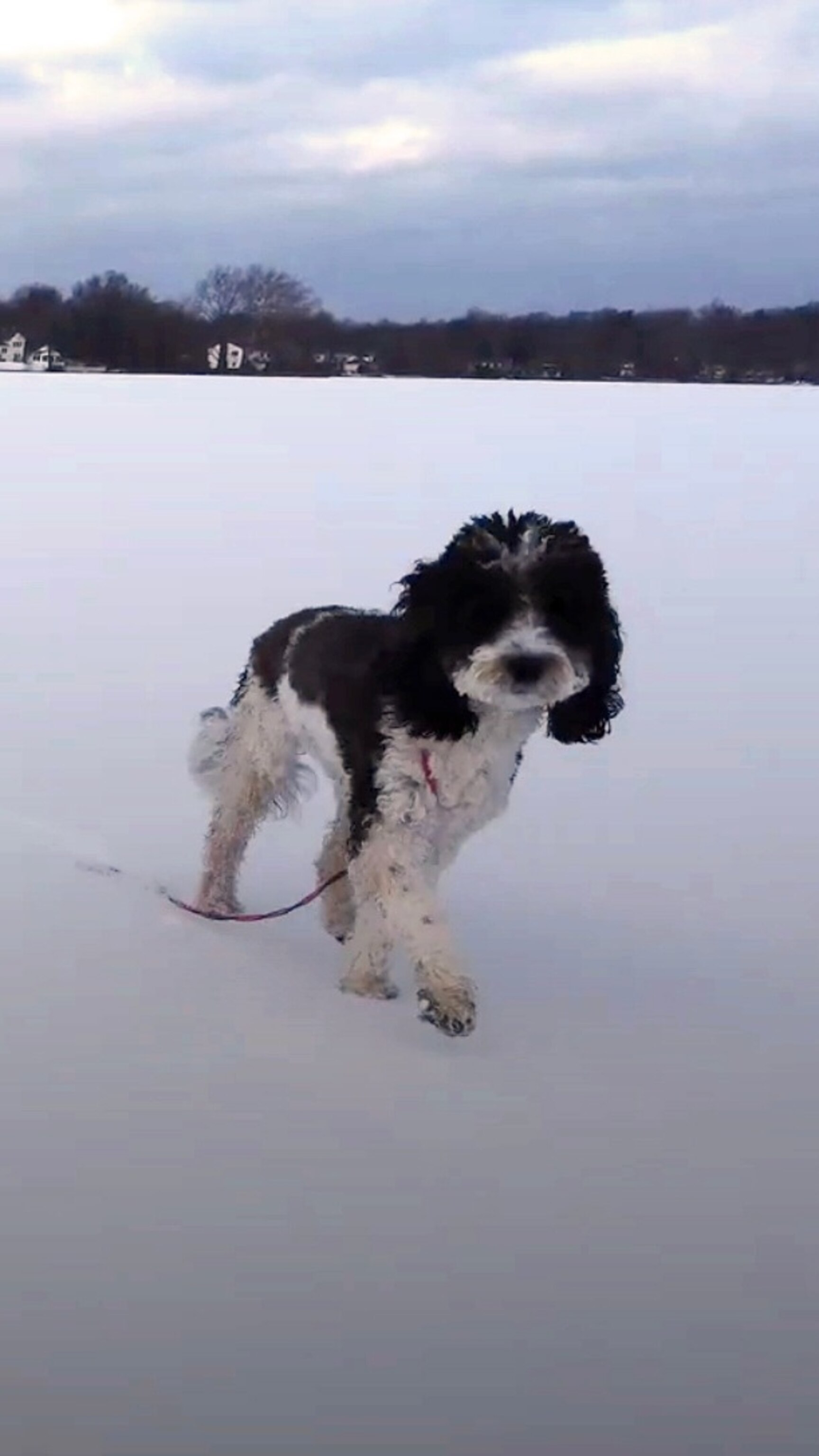 Puppy rescued from frozen lake with the help of a drone - Good