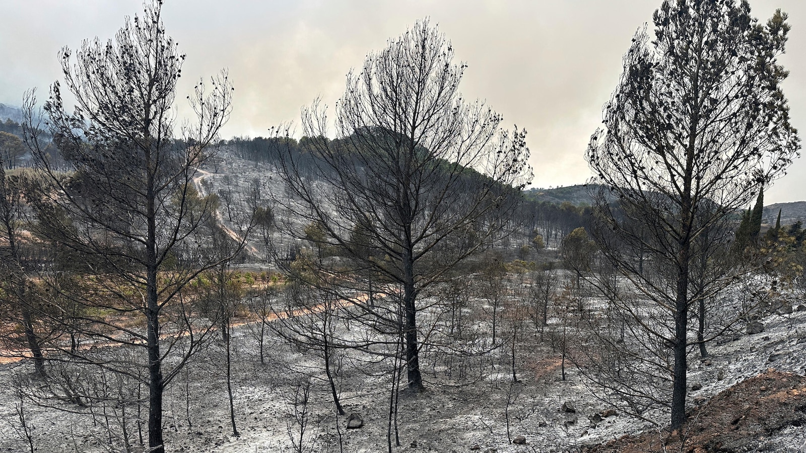 France's largest wildfire in decades leaves a trail of devastation