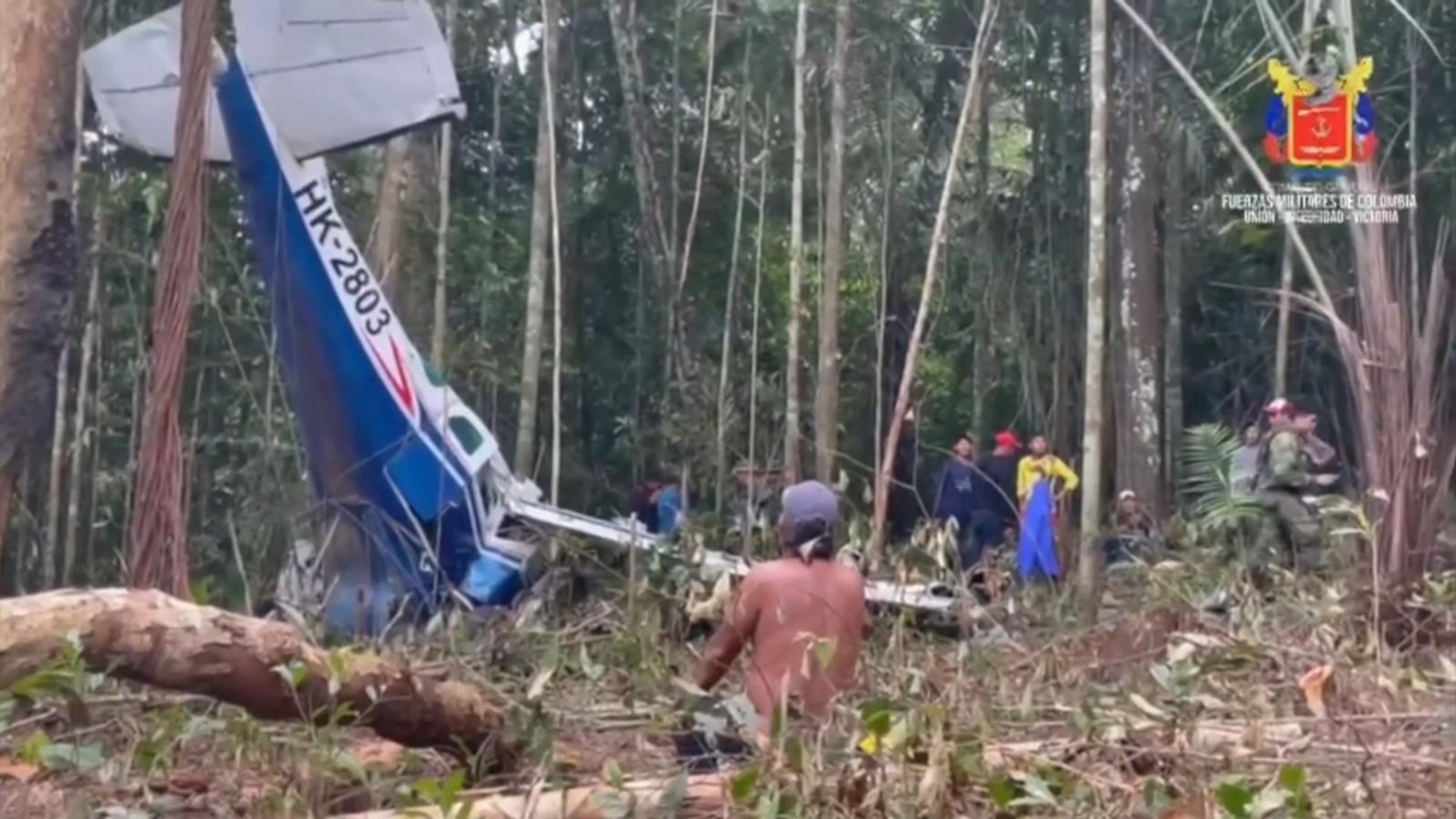 Самолет упал в джунглях. Джунгли фото. Джунгли для детей. Самолет в джунглях. Самолет после крушения.
