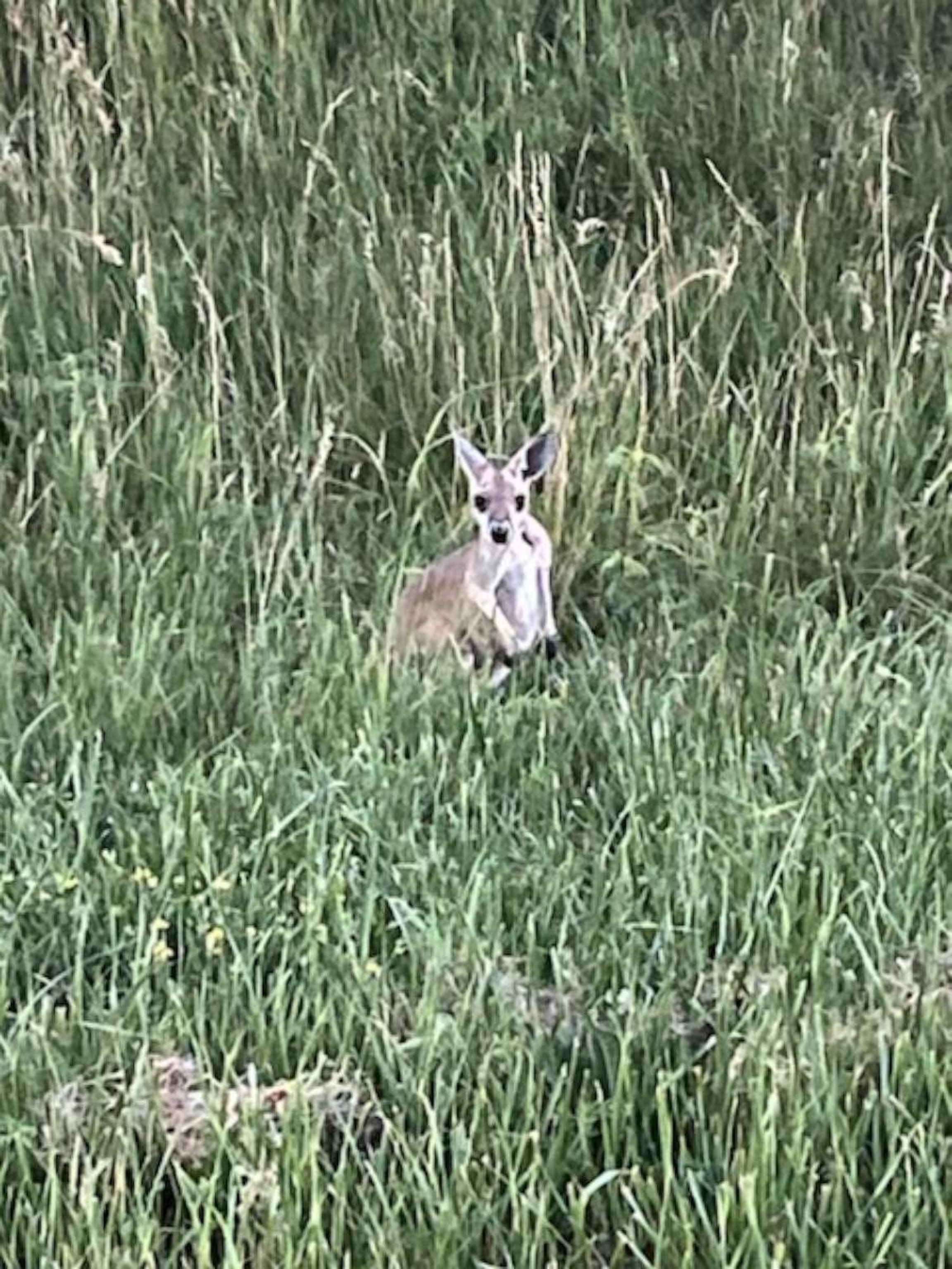 PHOTO: Police and animal control officers in Edwardsville, Kansas, worked together with the Bonner Springs Police Department on Wednesday, June 28, 2023, to rescue an injured kangaroo off the side of a major highway.