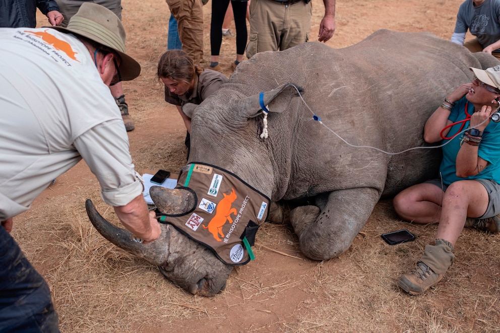 PHOTO: A sedated rhinoceros lies unconscious as professor James Larkin from the University of the Witwatersrand carefully implants dosed and calculated radioisotopes into it's horns in Mokopane on June 25, 2024.