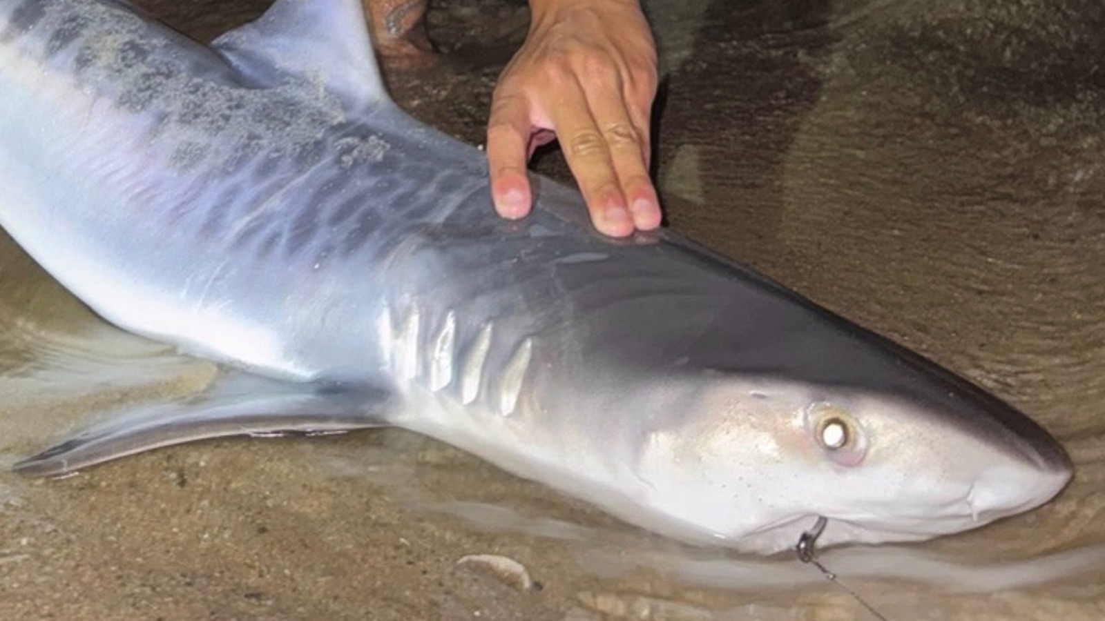 Tiger shark caught off Massachusetts could be sign of warming waters