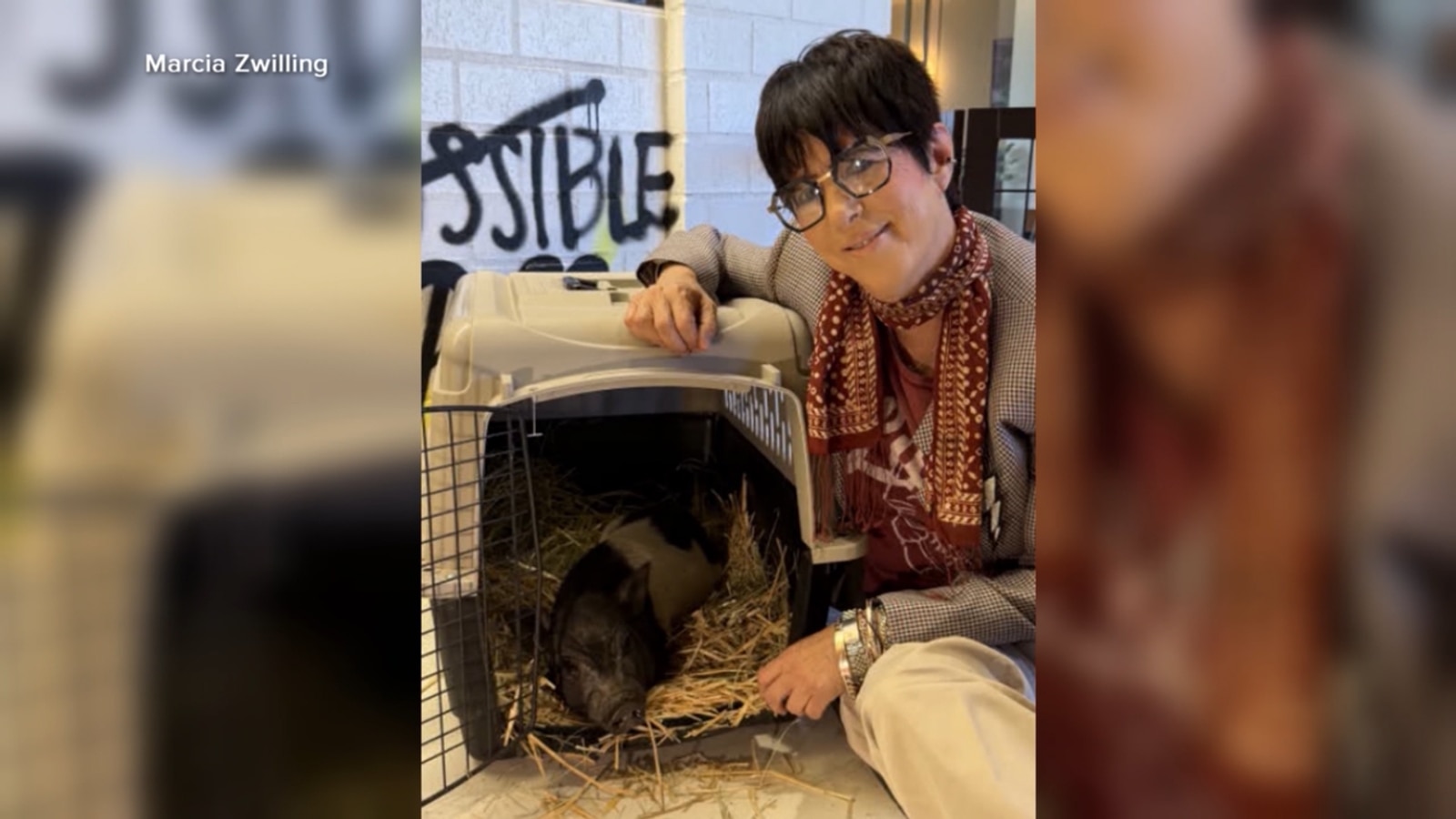 Wilbur, the runaway pig who was spotted scampering through a neighborhood, has found a forever home with Grammy-winning songwriter Diane Warren. <https://t.co/J