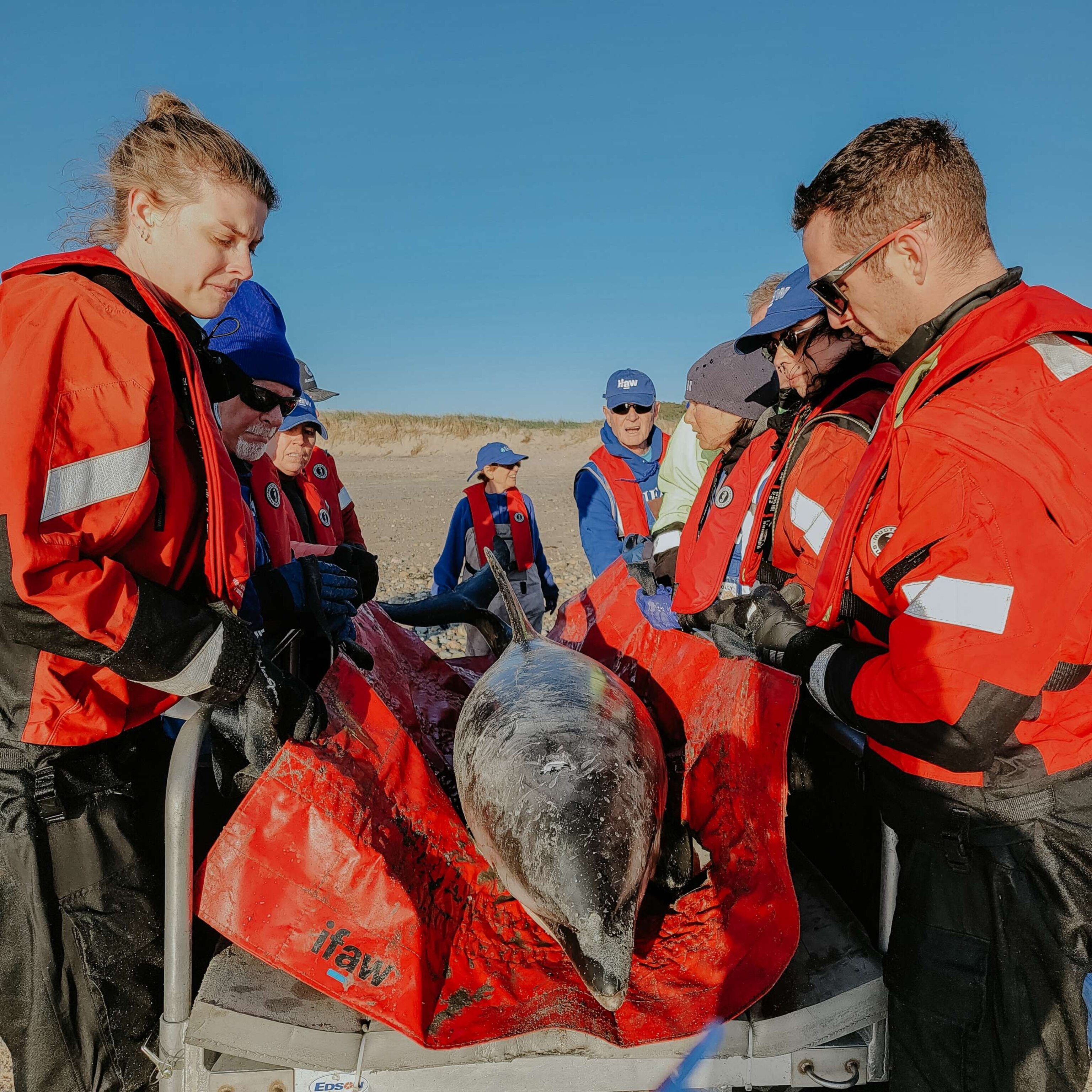 PHOTO: The International Fund for Animal Welfare's Cape Cod rescue team saved trapped dolphins.