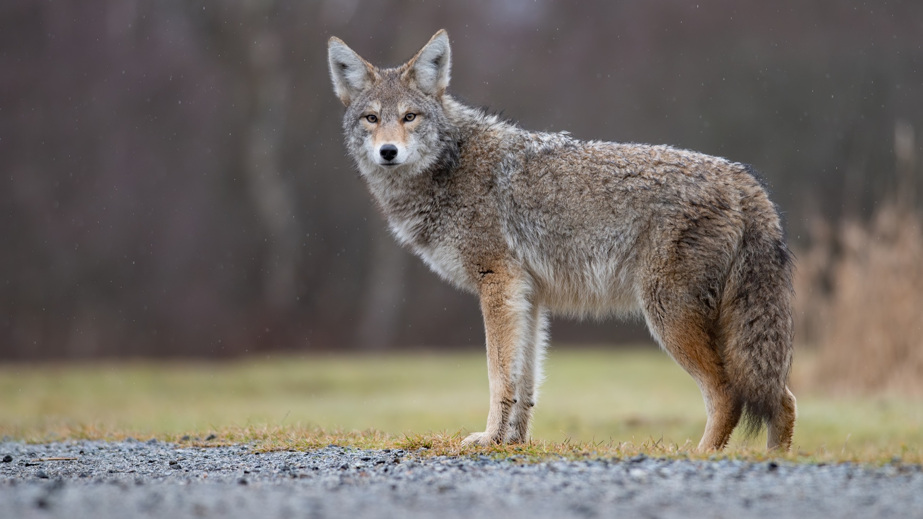 PHOTO: A coyote in an undated stock photo.