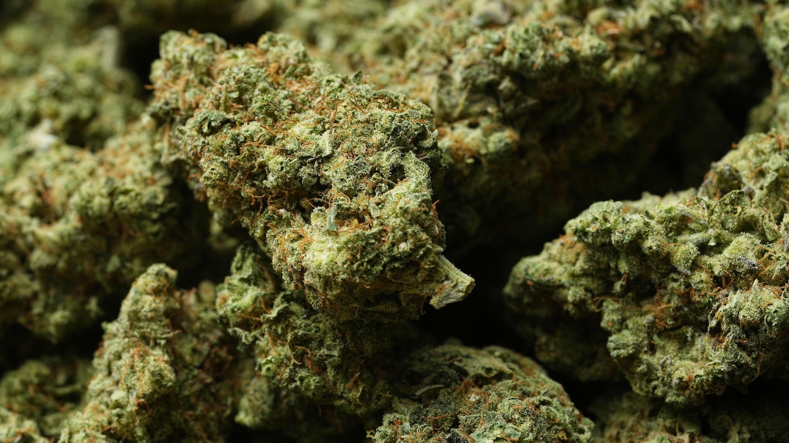 Reclassifying marijuana as a less dangerous drug might only be the first step for Trump