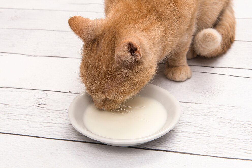 PHOTO: A cat drinks milk from a bowl in an undated stock photo.