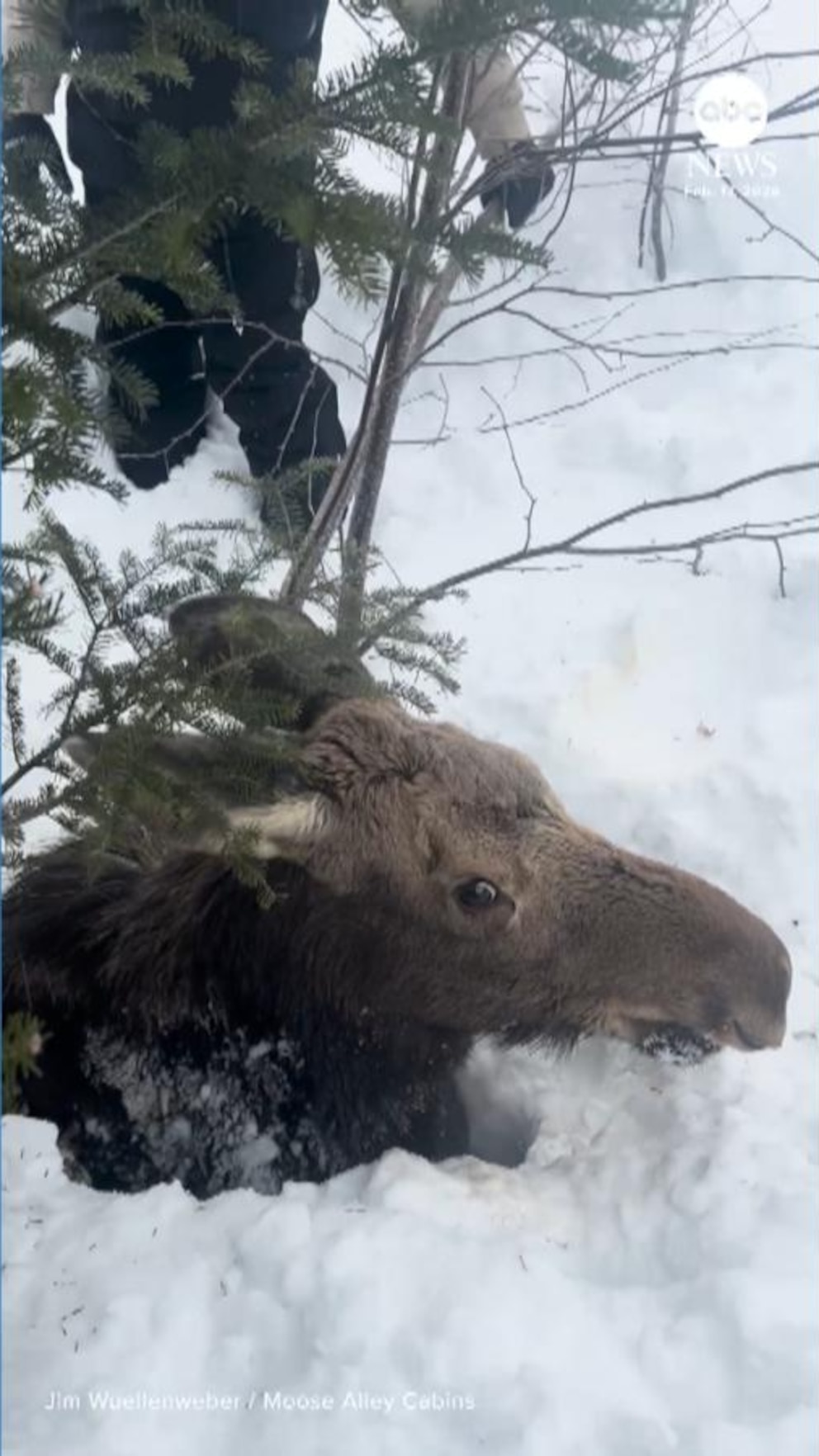 WATCH:  Snowmobilers rescue moose from deep snowbank