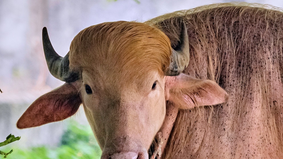 Rare albino buffalo named after Donald Trump for its golden locks draws crowds