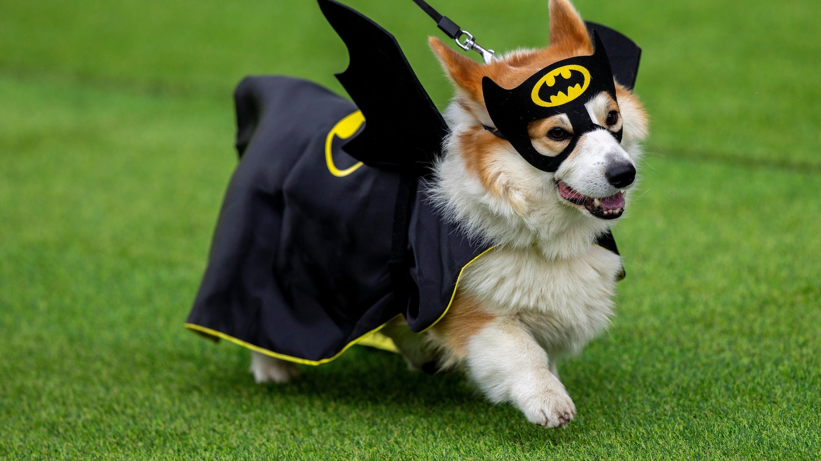 More than 100 teams compete in Lithuania's international Corgi race