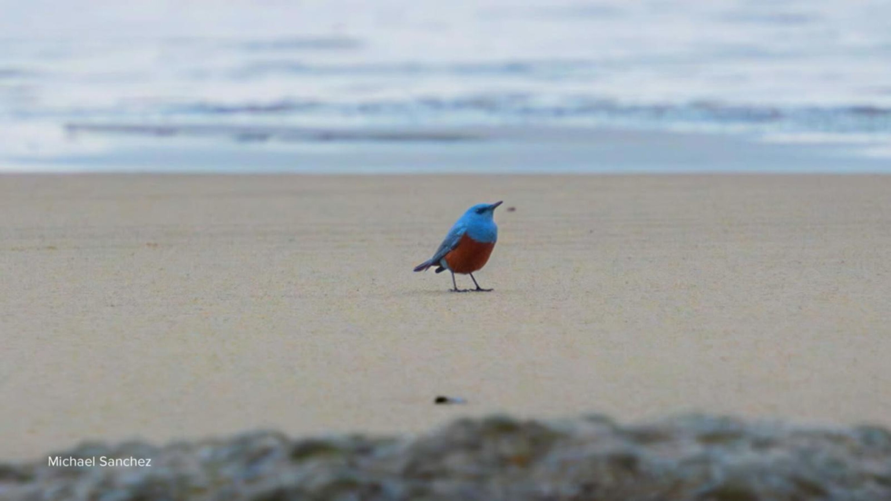 【中古】 BLUE BIRD BEACH 2 / BLUE BIRD BEACH Video 'Very rare' bird spotted in Oregon, first reported sighting