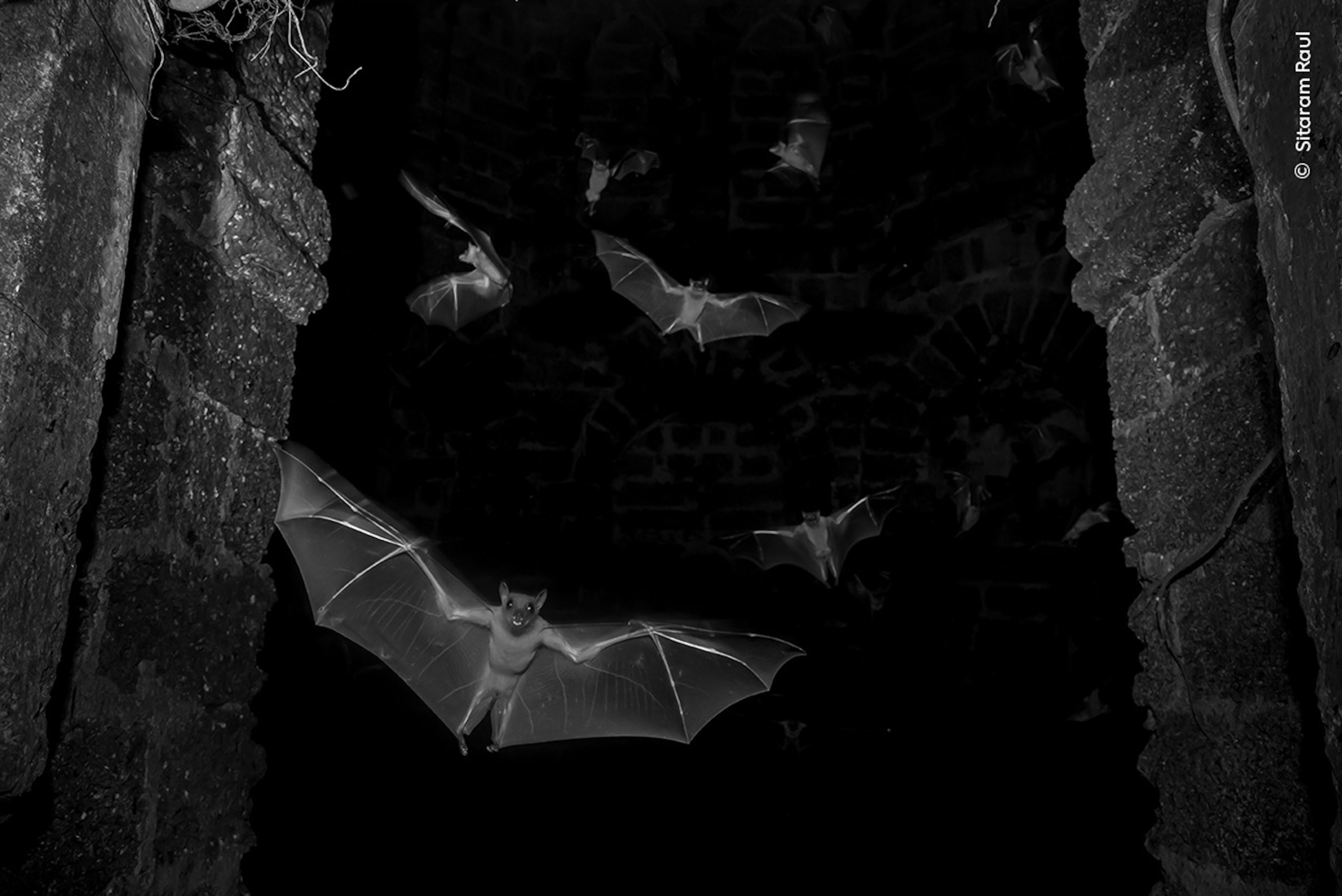 PHOTO: 2025 Wildlife Photographer of the Year