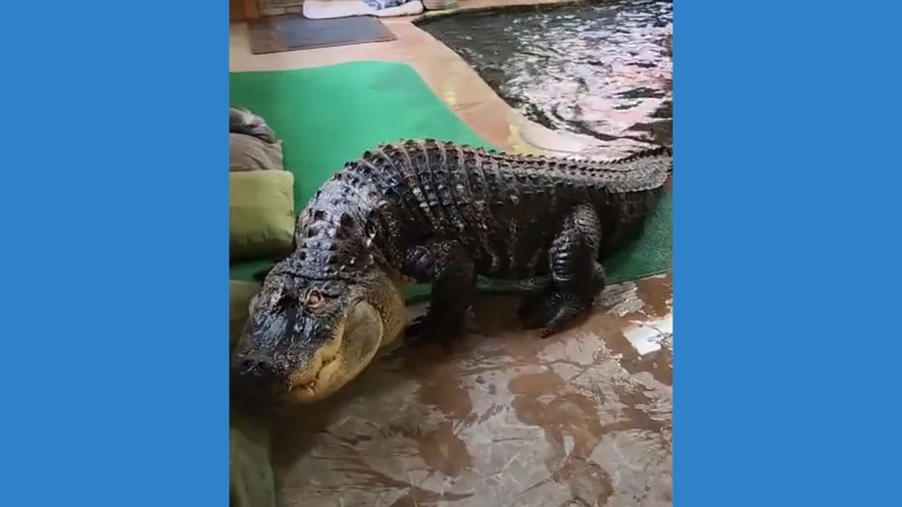Video Authorities seize alligator kept illegally in New York