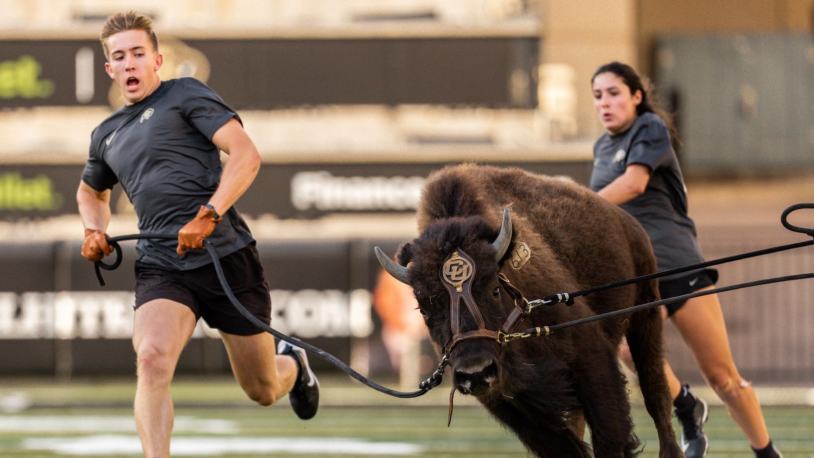 Colorado to debut new live buffalo mascot against Wyoming