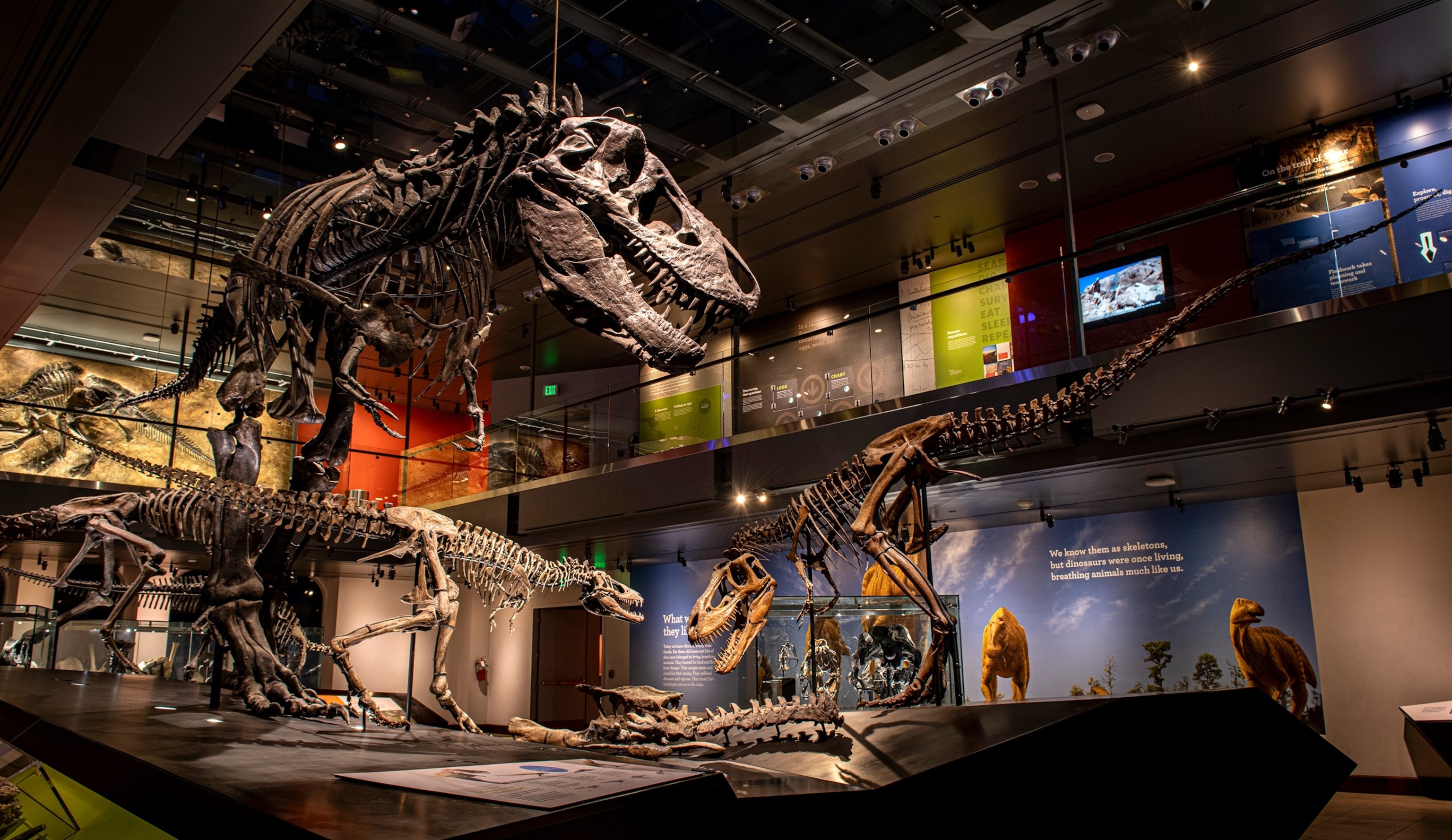 PHOTO: Thomas the Tyrannosaurus rex (LACM150167) fossil skeleton mounted as part
of the T. rex growth series in the Dinosaur Hall at the Natural History Museum of Los
Angeles County. 
