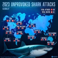 10 People Killed In Unprovoked Shark Attacks Last Year Report Finds 