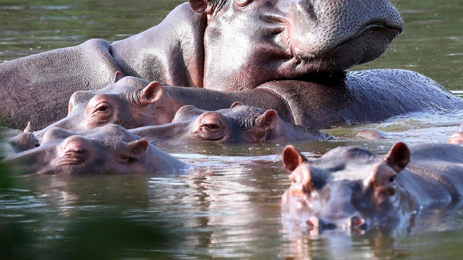 كولومبيا توافق على خطة لتدمير أفراس النهر المتجولة المرتبطة ببابلو إسكوبار