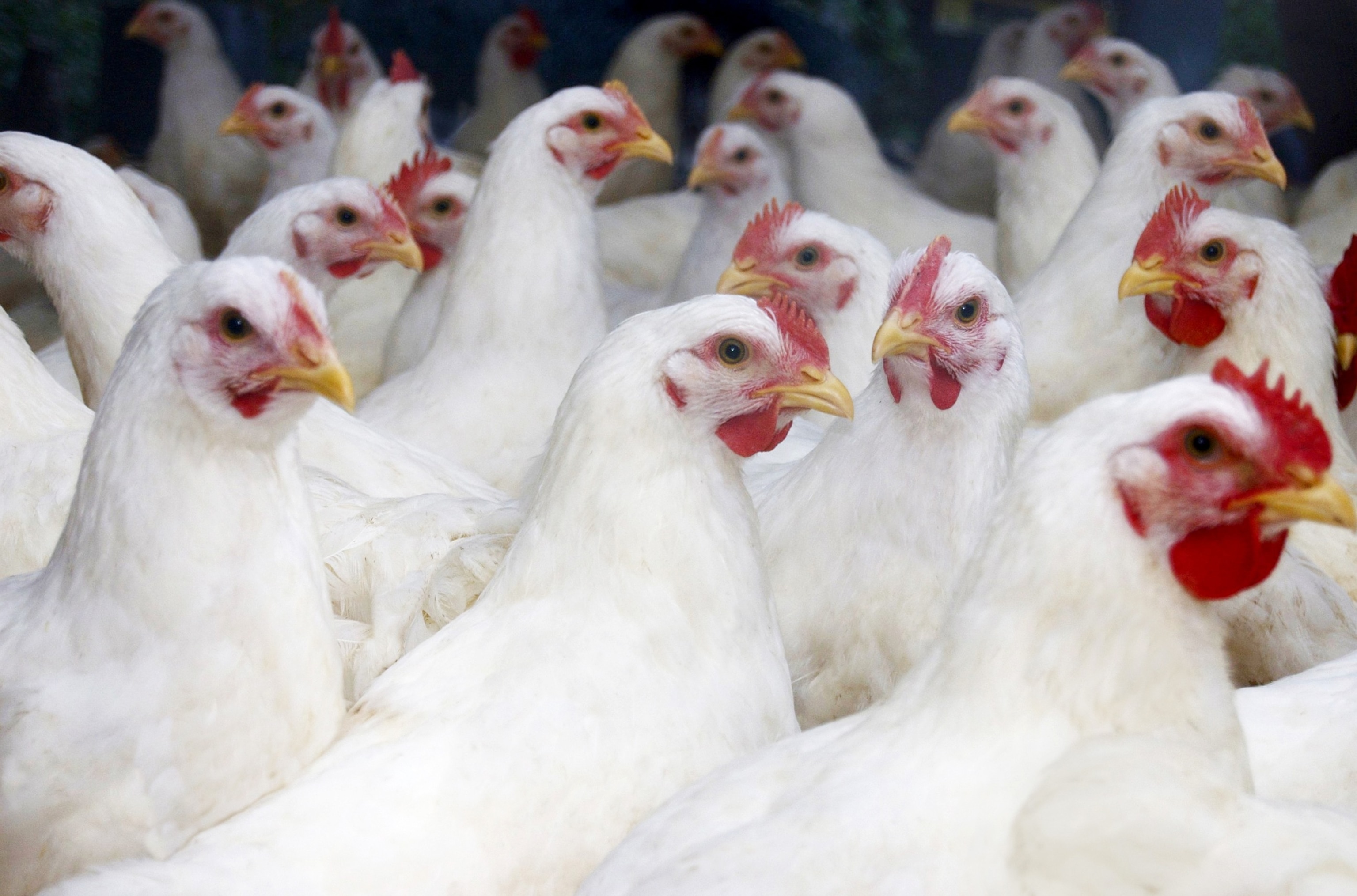 PHOTO: Flock of large white broiler chickens approximately 10 weeks old and ready to be processed.