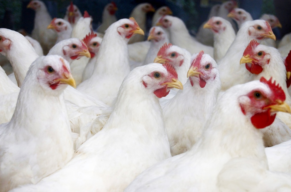 PHOTO: Flock of large white broiler chickens approximately 10 weeks old and ready to be processed.