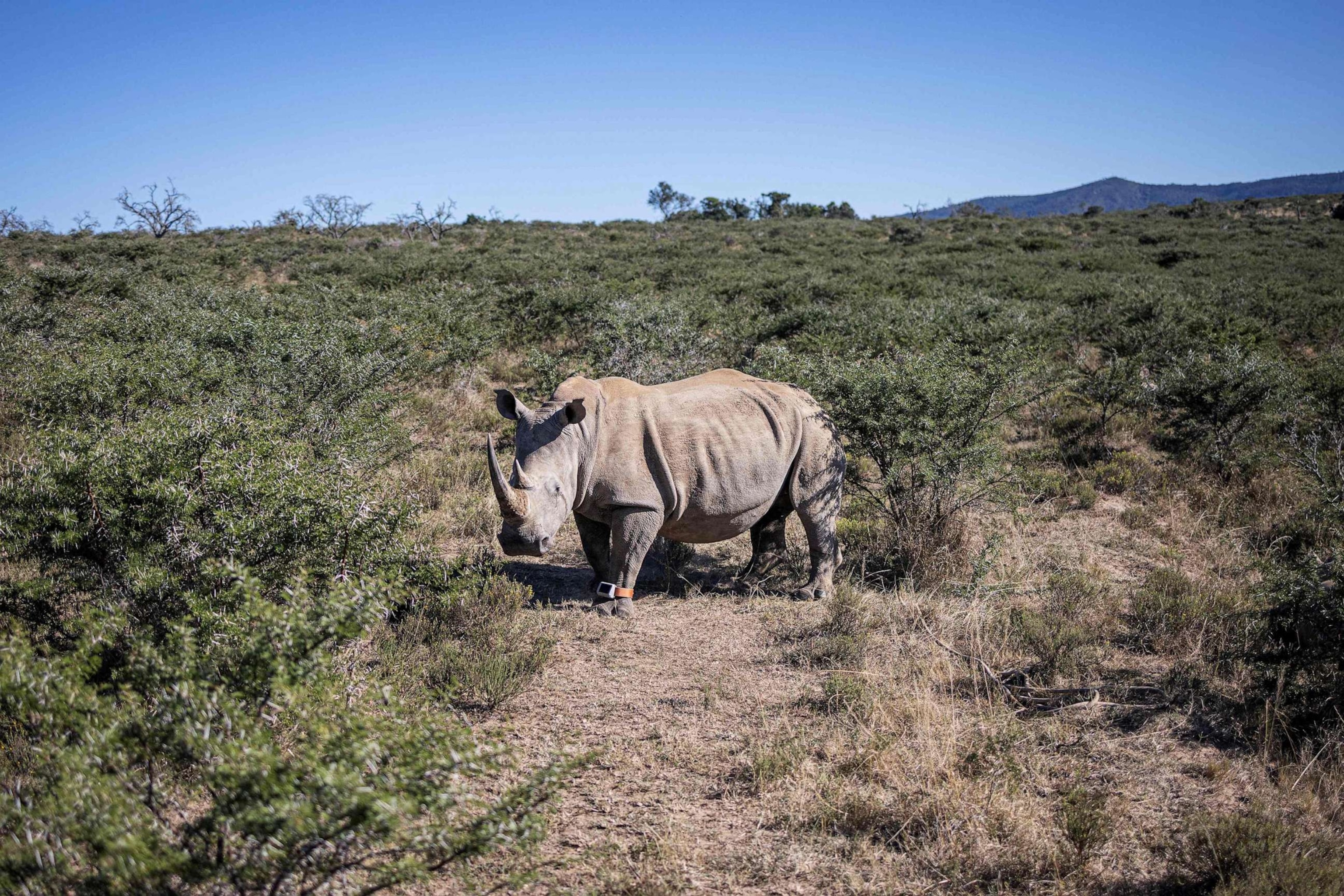 PHOTO: In this April 5, 2023 file photo a rhino wakes up after being darted to fit new anti poaching measures at Buffalo Kloof game reserve outside Gqeberha.