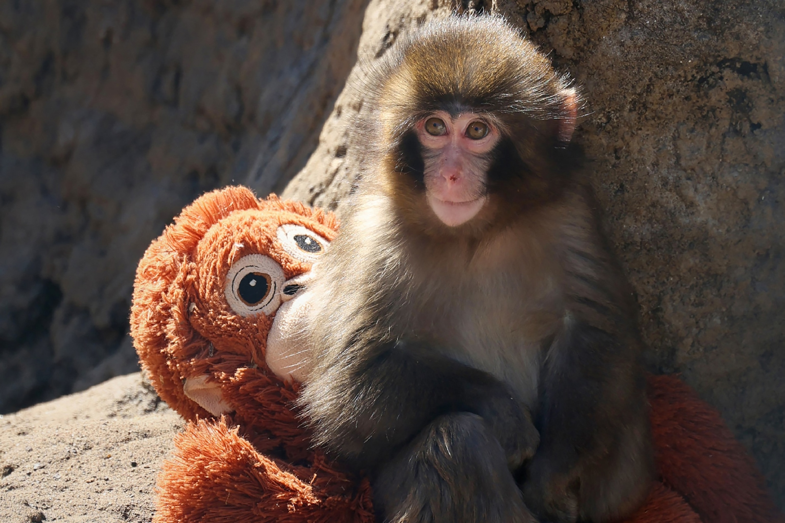 PHOTO: Seven month-old male macaque monkey named Punch, who was abandoned by his mother shortly after birth, sitting with a stuffed orangutan toy at Ichikawa City Zoo and Botanical Gardens in Chiba Prefecture. 