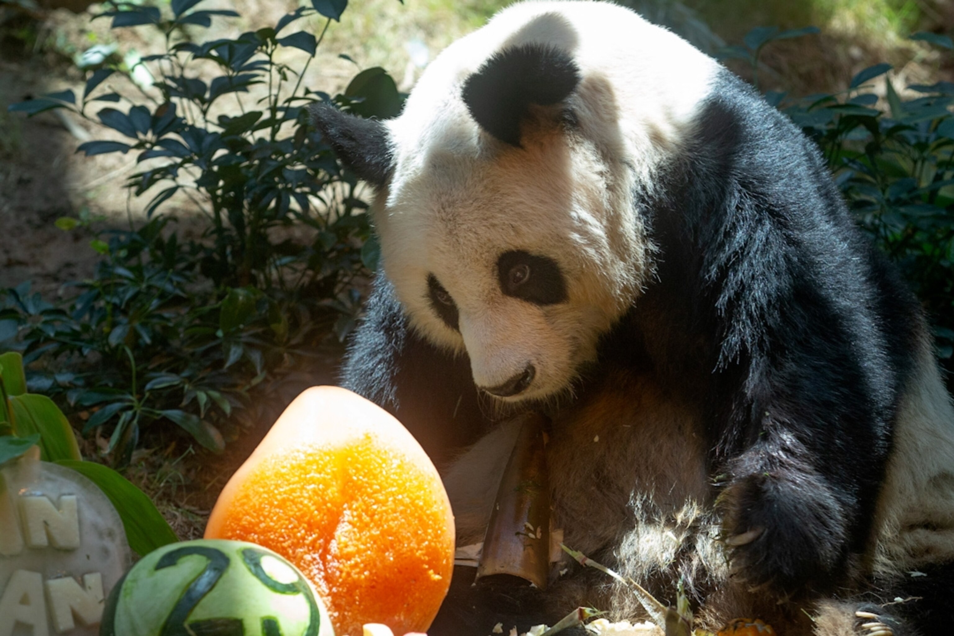 220721_vod_orig_pandadies_hpMa