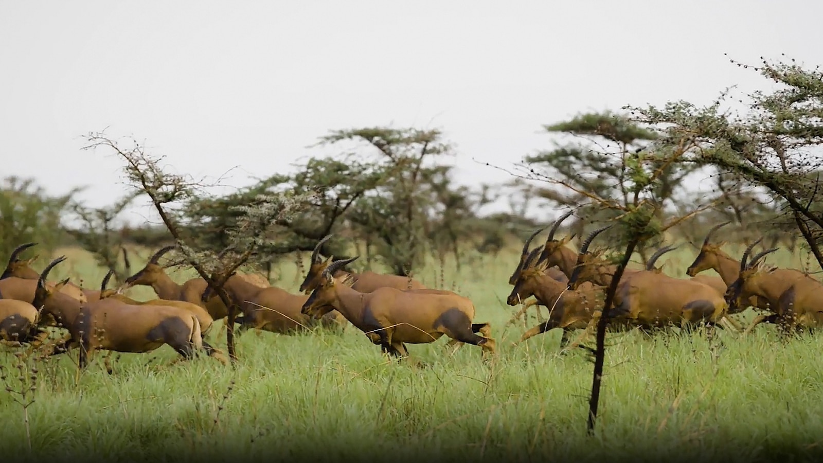 South Sudan’s epic effort to protect the world’s largest mammal migration