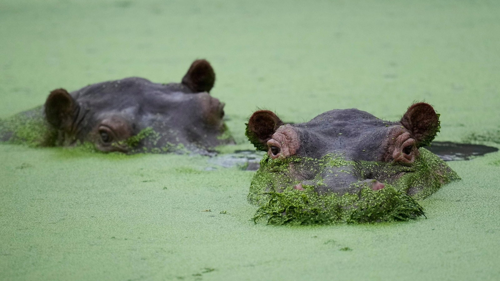 Colombians are divided over the fate of hippos linked to Pablo Escobar