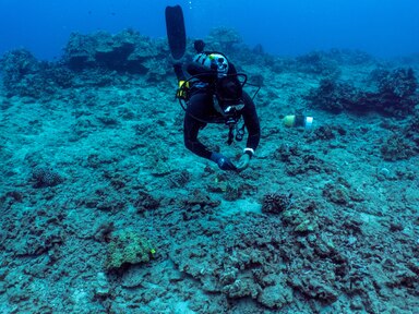 A diver with Kuleana inspects the health of the coral reef.