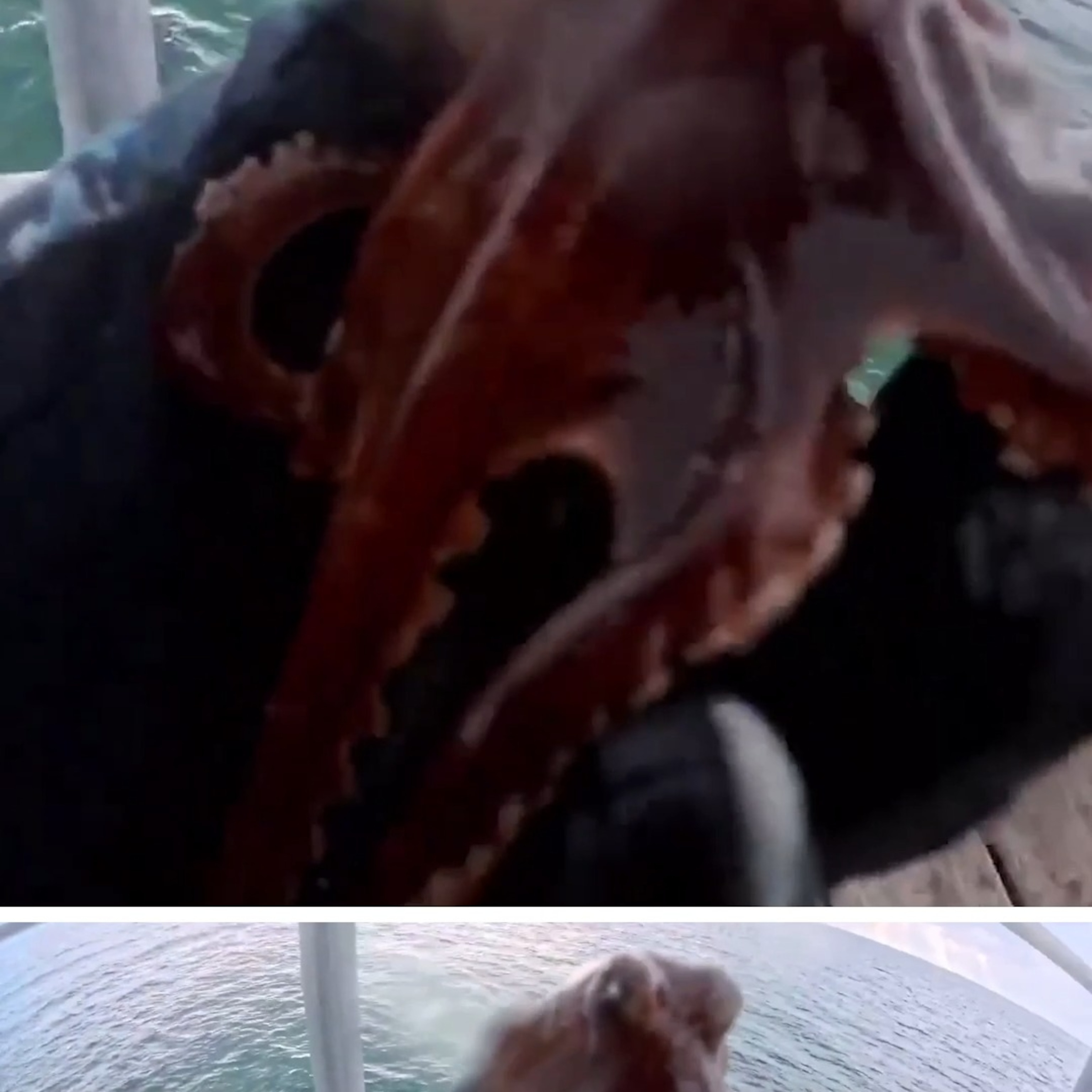 Video Australian diver saves octopus stuck on pier - ABC News