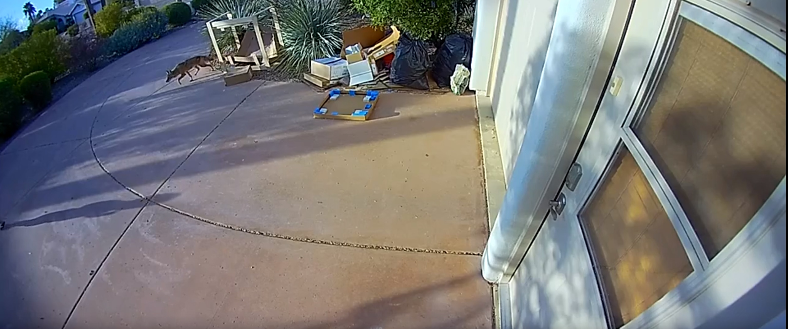 PHOTO: Surveillance cameras captured the moment a coyote attacked a toddler in Scottsdale, Arizona.