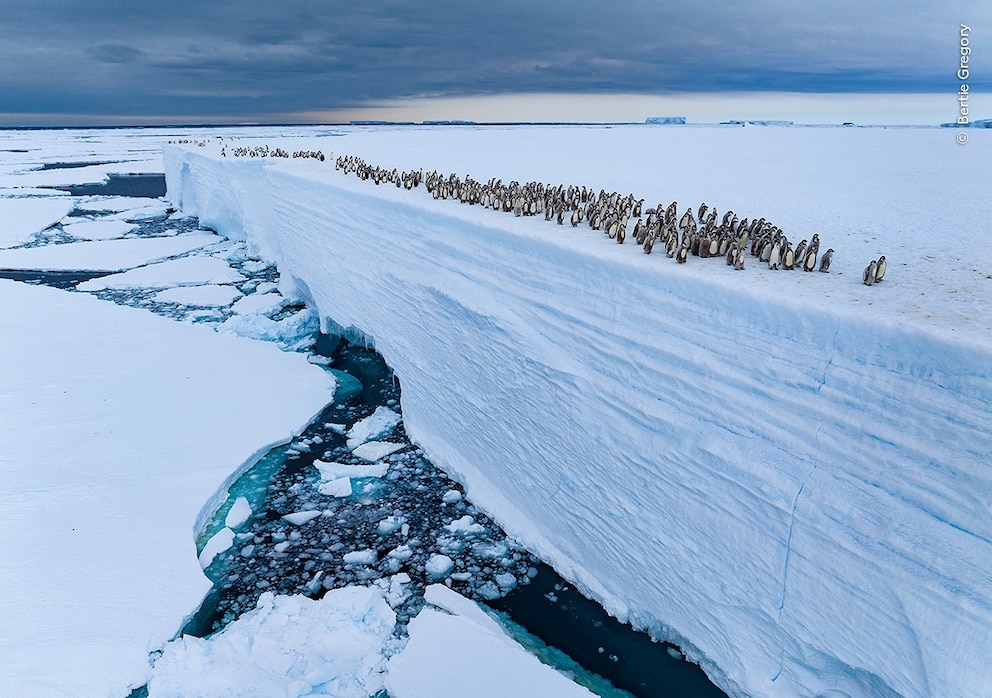 PHOTO: 2025 Wildlife Photographer of the Year