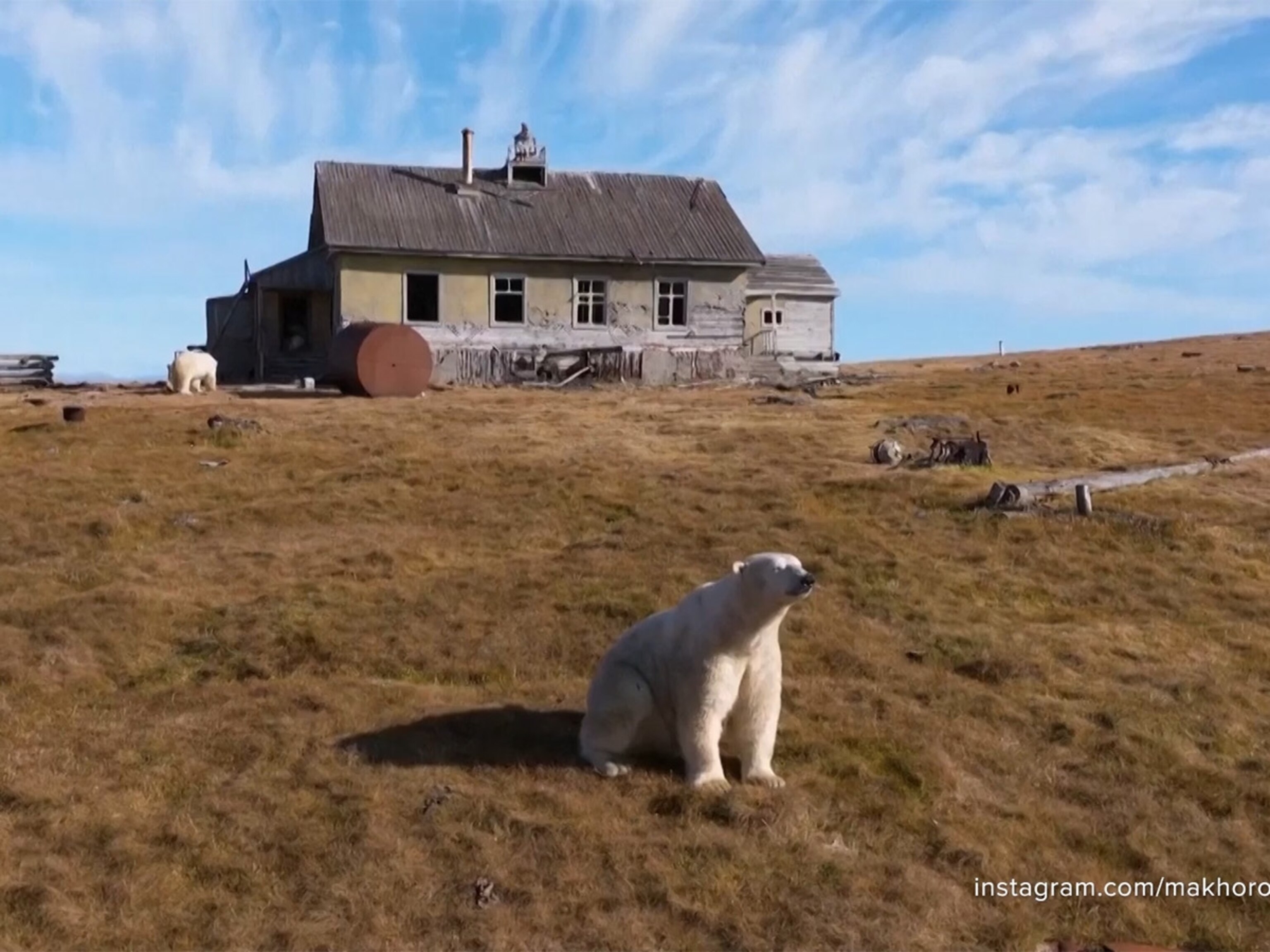 250926_abc_social_POLARBEARSQU
