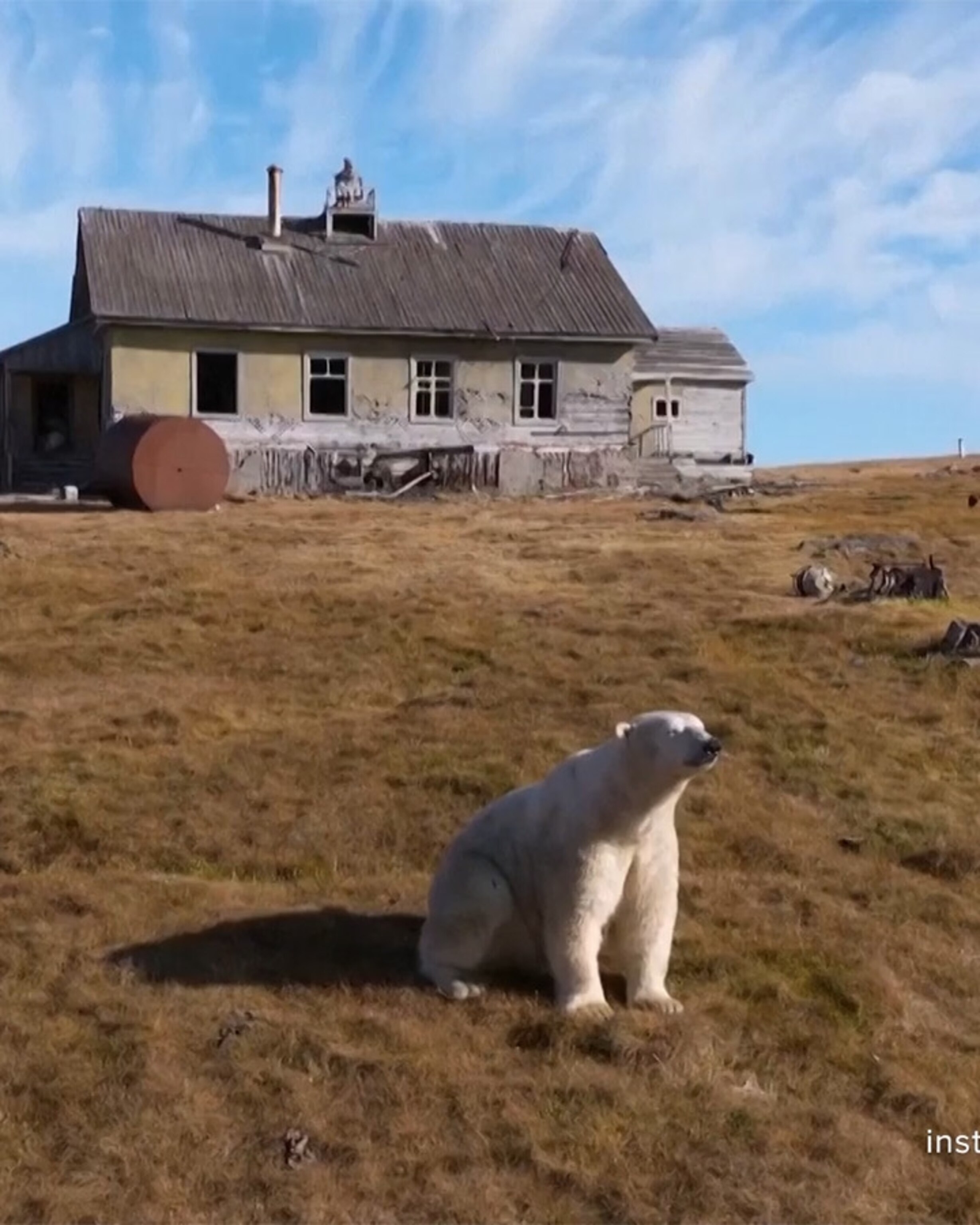 Video Polar bears take over abandoned Soviet research station in
