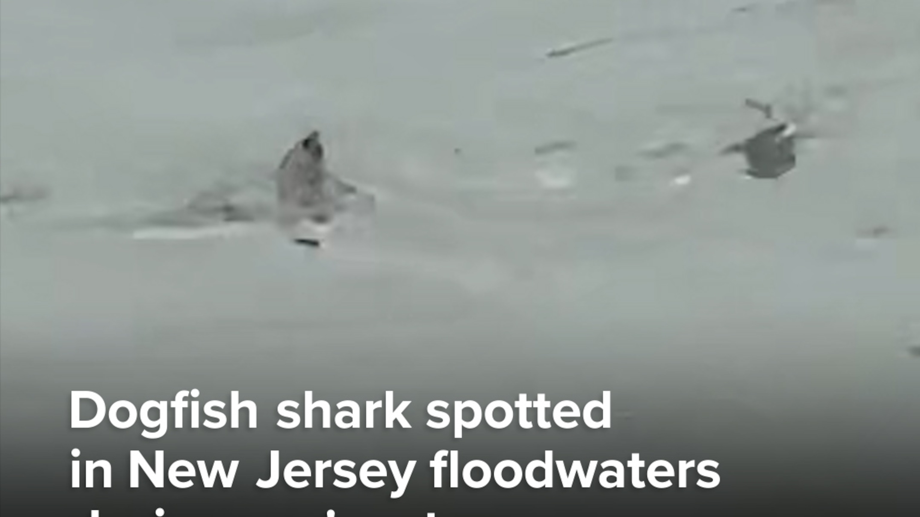 Shark spotted in New Jersey floodwaters during nor'easter - ABC News - Breaking News, Latest News and Videos